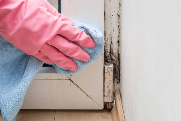 Best Toxic Mold Removal  in Indian Head, MD