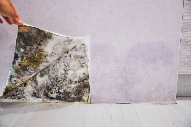 Certified Mold Removal in Indian Head, MD
